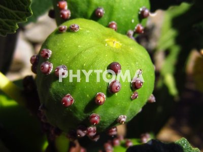 Ceroplastes rusci 